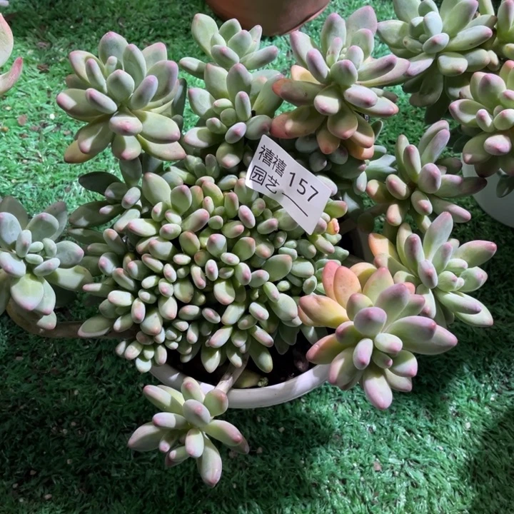 泡*157苹果奶多肉植物