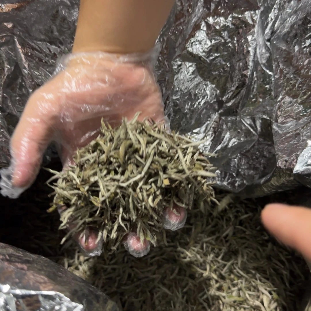 可可老白茶银针茶