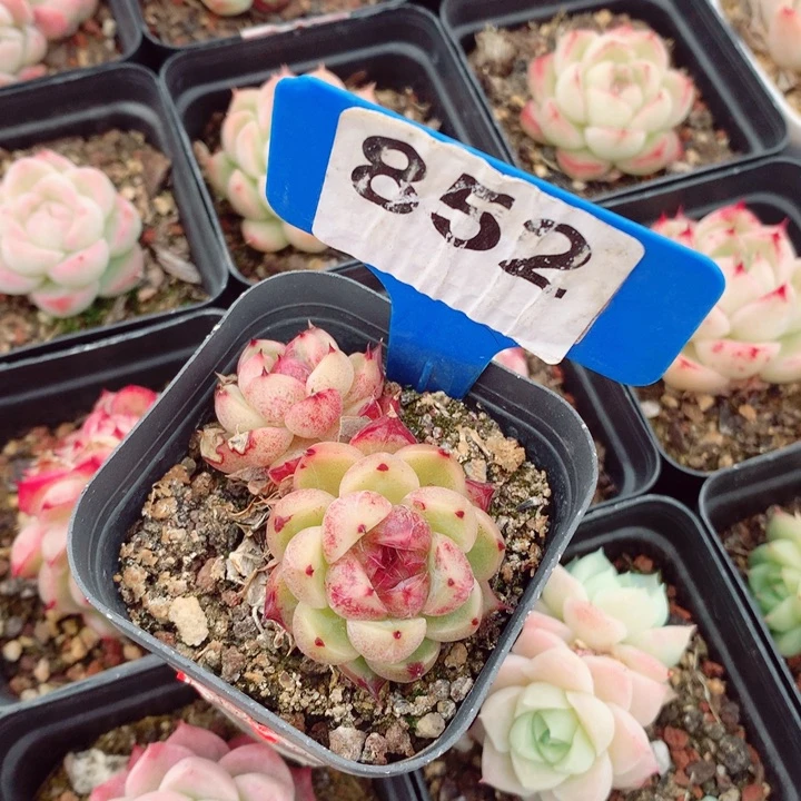 ʚ**ɞ不知名5.5cm不包整群