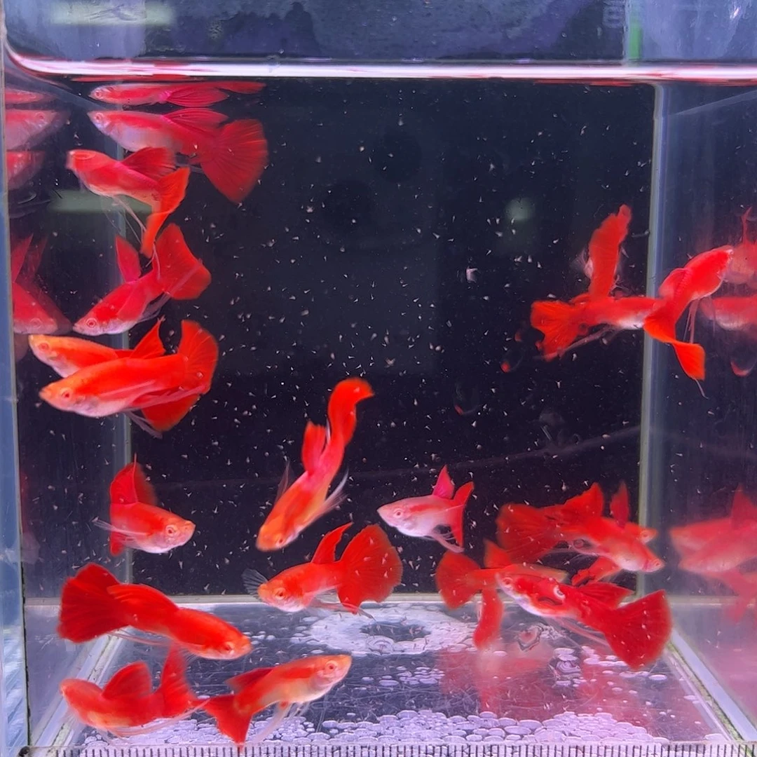 孔雀鱼血红长公10条