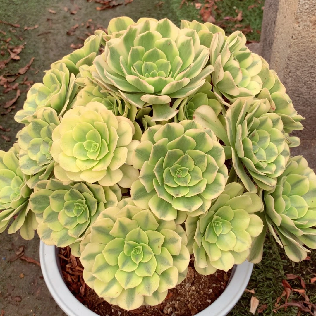 绿豆沙，多肉植物的