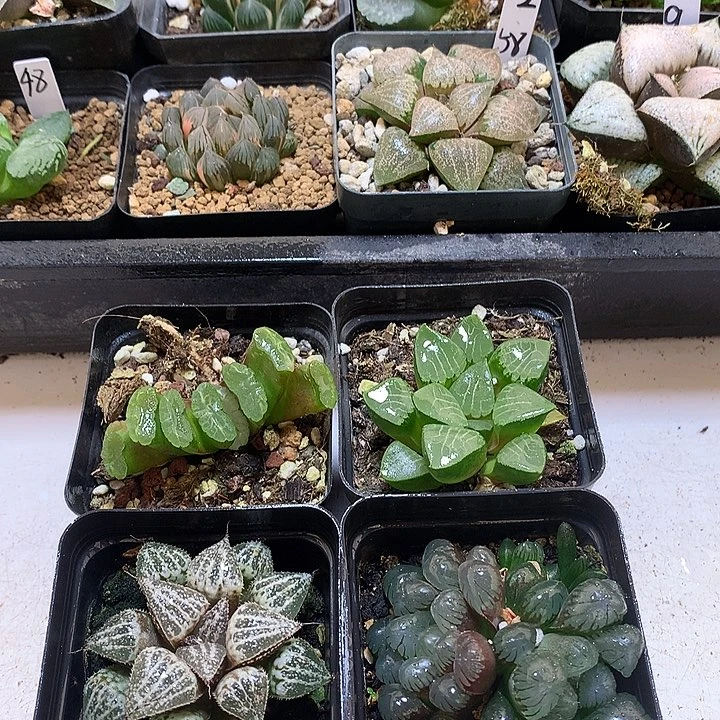 人***生新手组合dachentufahuone