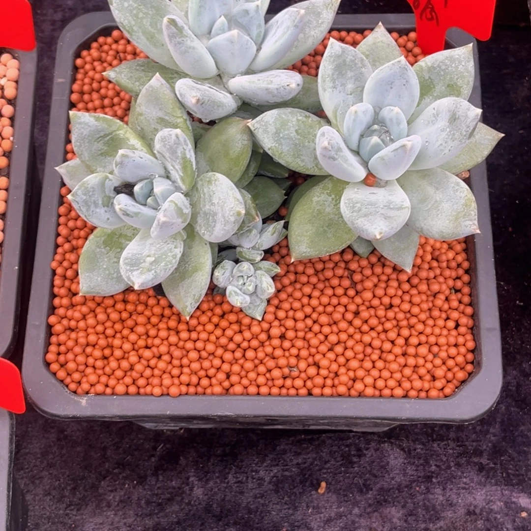 菜***朵小姐姐的多肉植物群生多肉