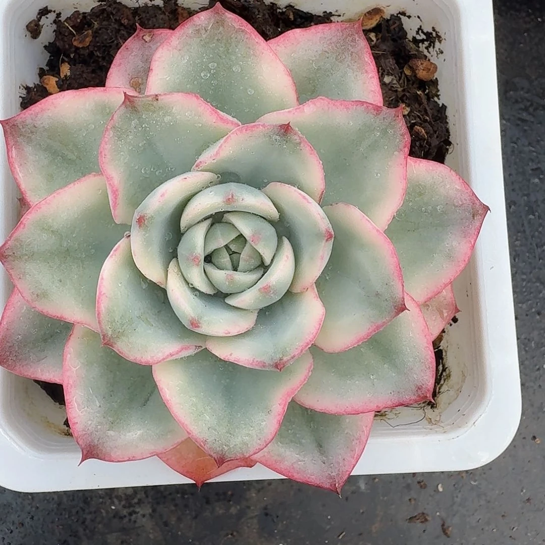 从前慢多肉编号奶油黄桃锦单头