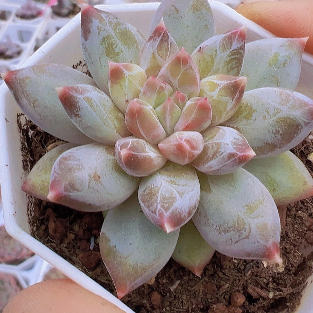 单头幻影美人19包邮