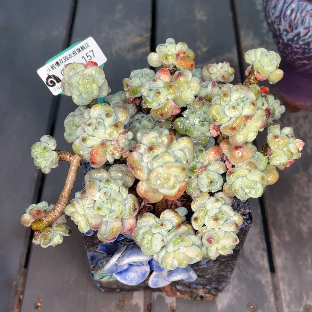 从前慢多肉精选编号0207.157