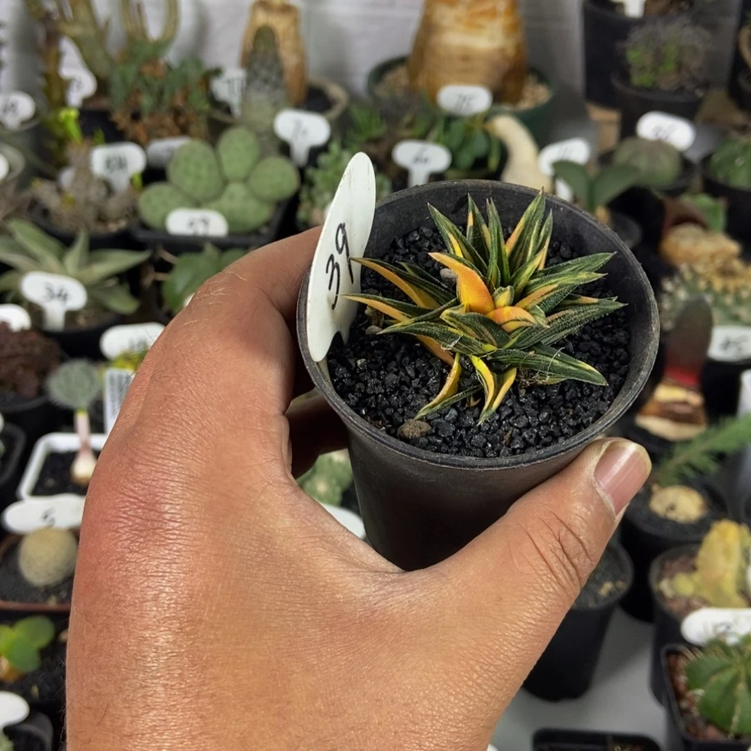 象牙塔锦一物一拍