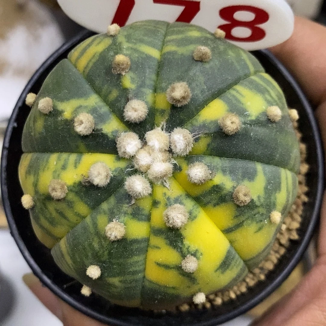 778大兜锦福利特价来了