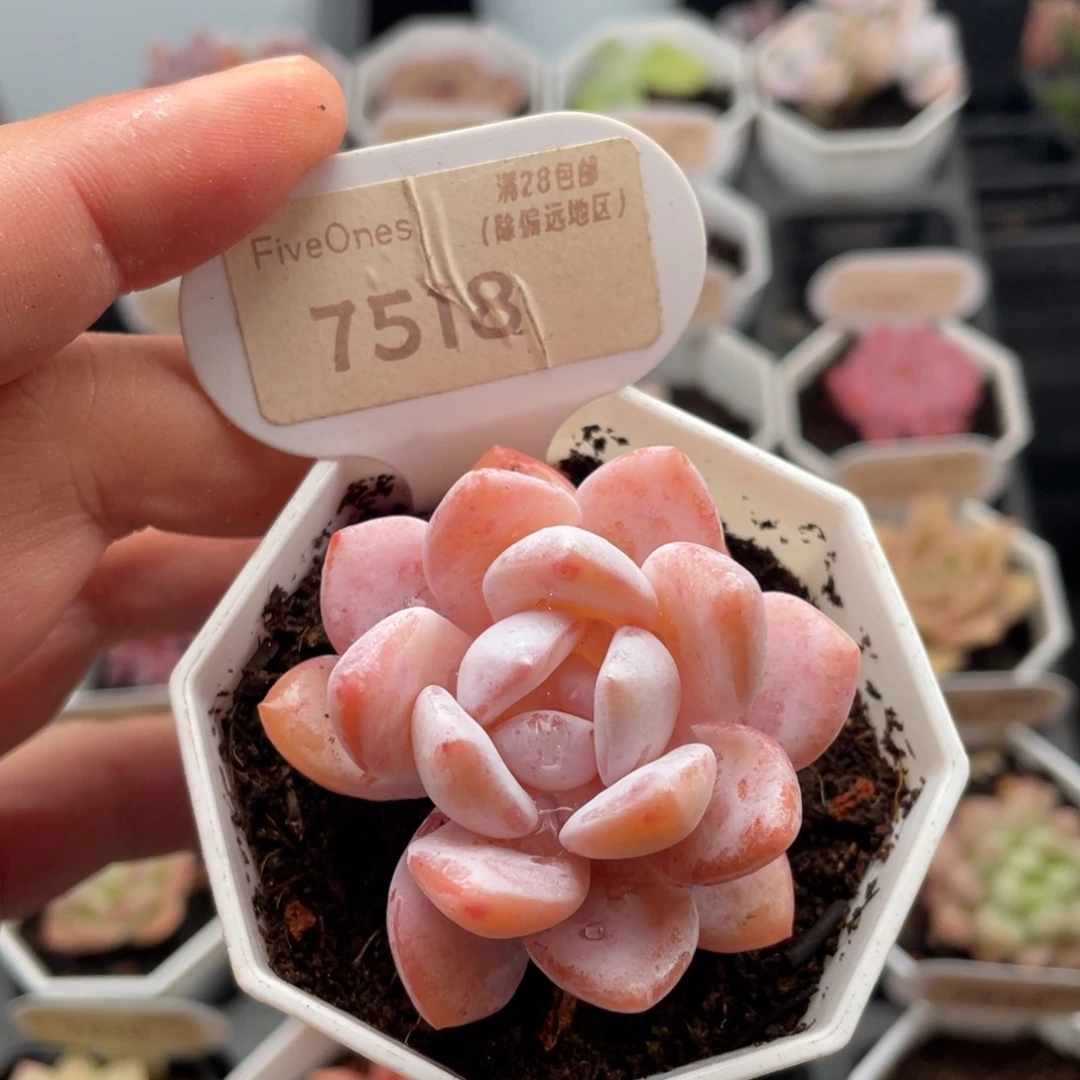 雪糕7518-5.0厘米