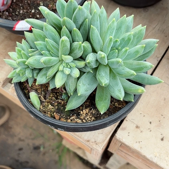 一物一拍多肉植物35号