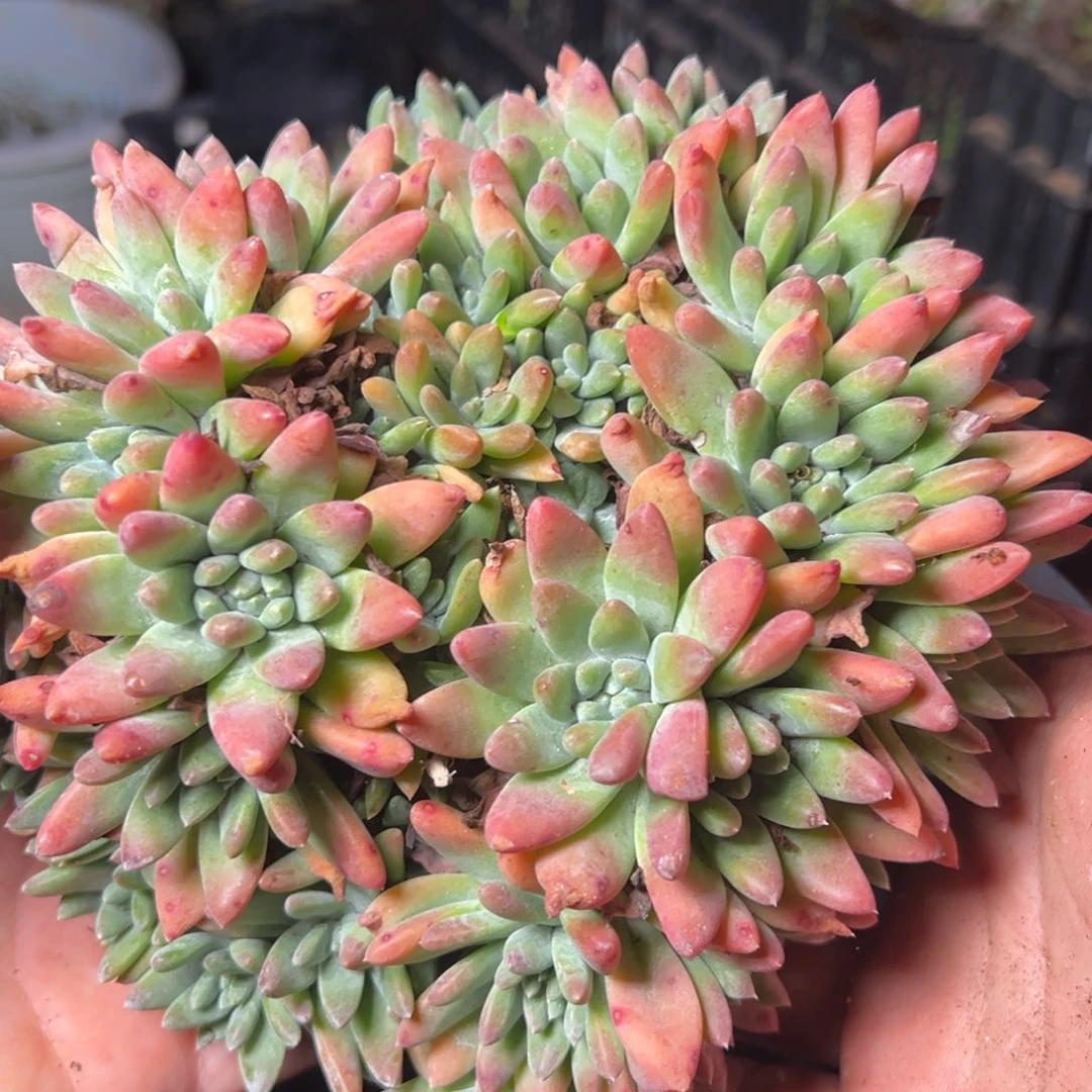 2618哈哈哈哈哈哈哈哈