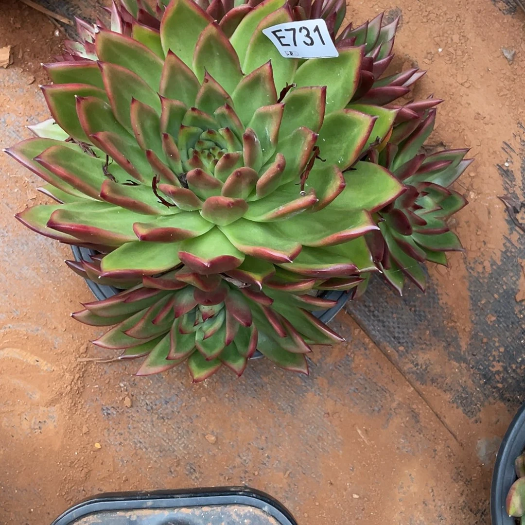 若如东云多肉单拍E731