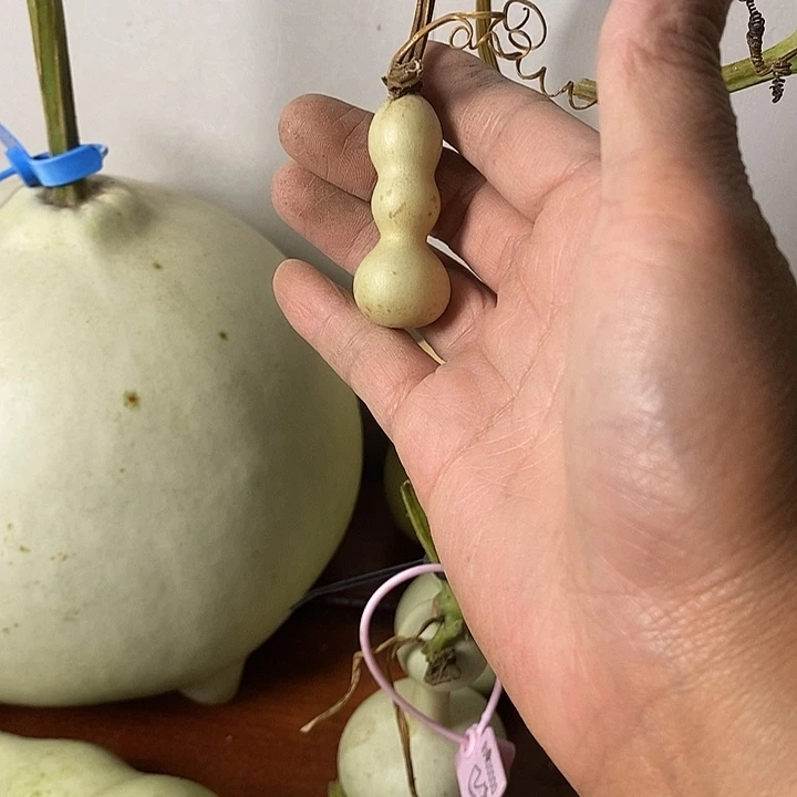 竹***宁青皮葫芦手把件摆件