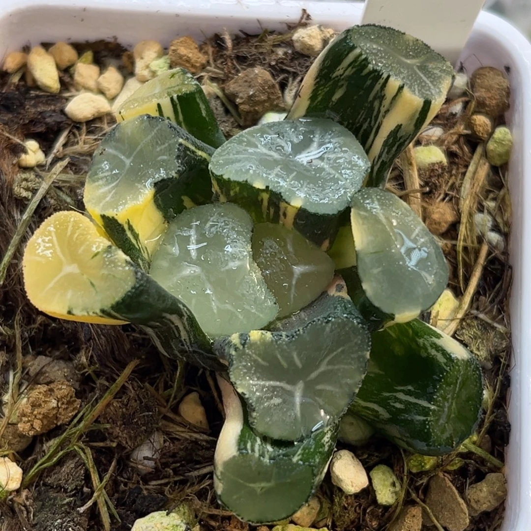 95玉龙万象锦福利专场