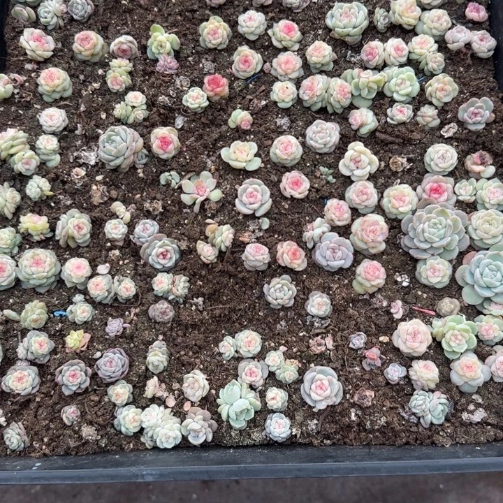 梦***-22王者系列种播苗一框