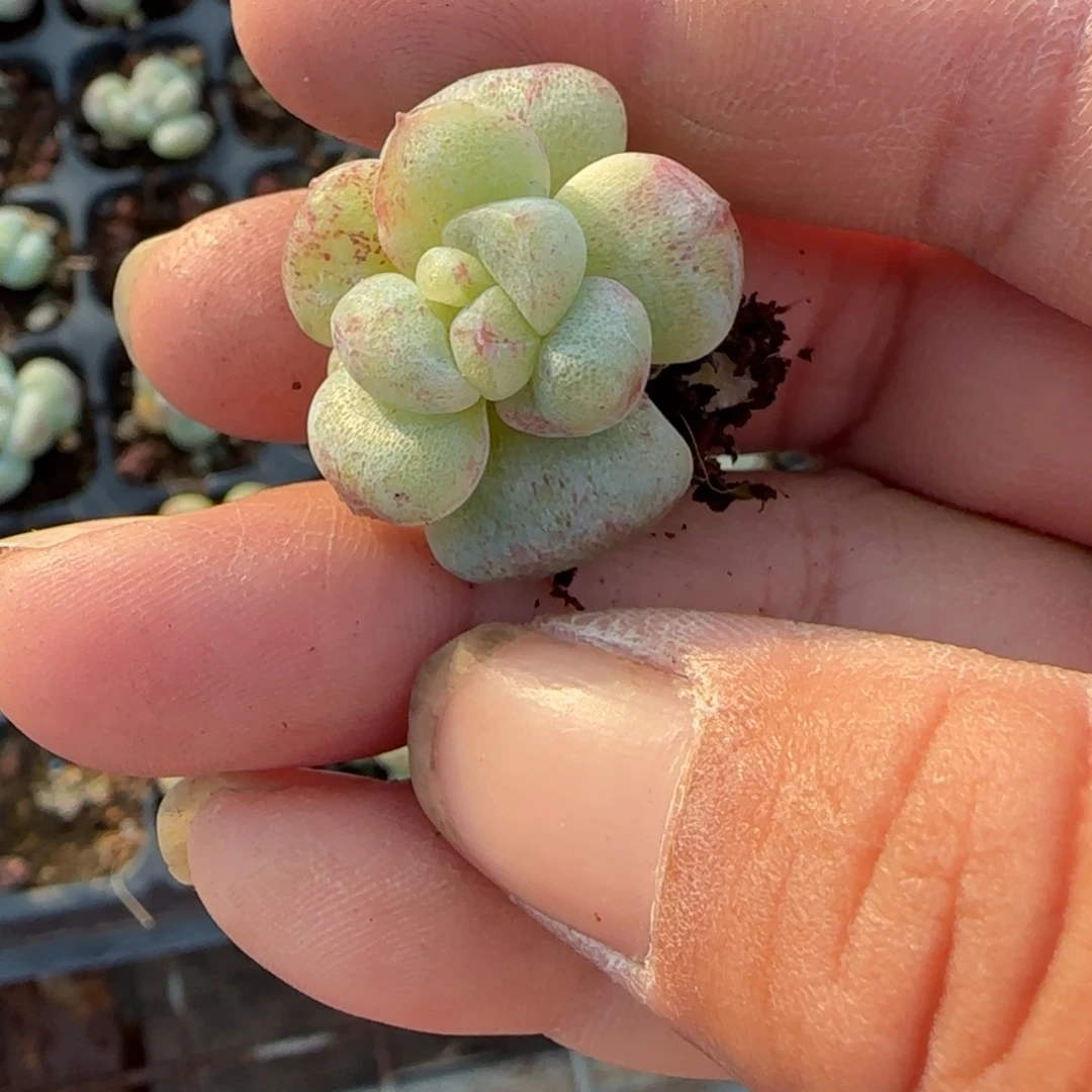 浅***呀小卡拉米糖心一物一拍