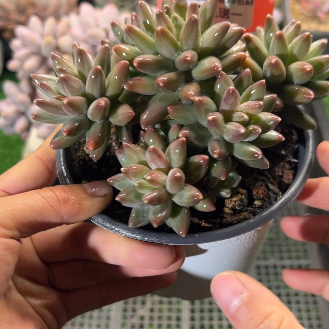表妹精品多肉植物1054.