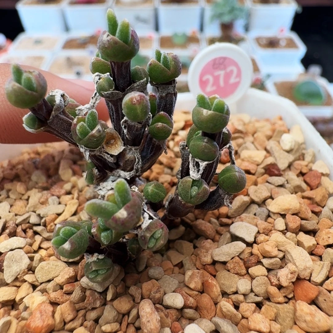 多肉植物福利肉锥272