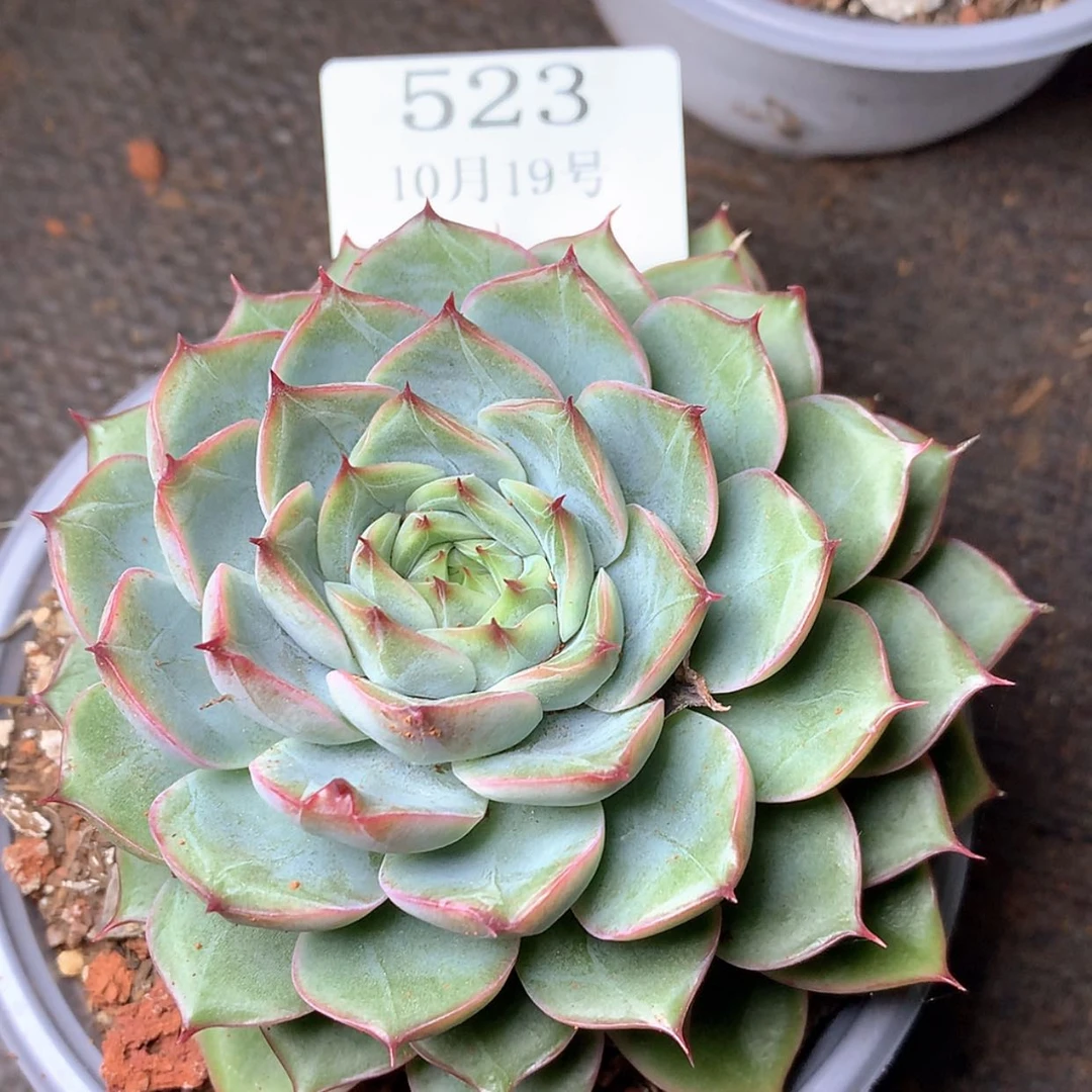 【闪购商品】云523号