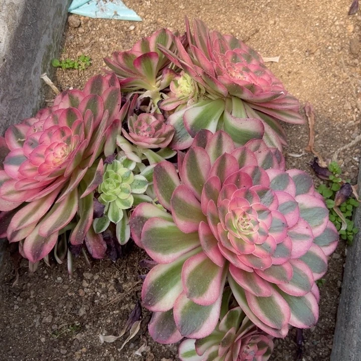 荔枝三颗多肉植物量