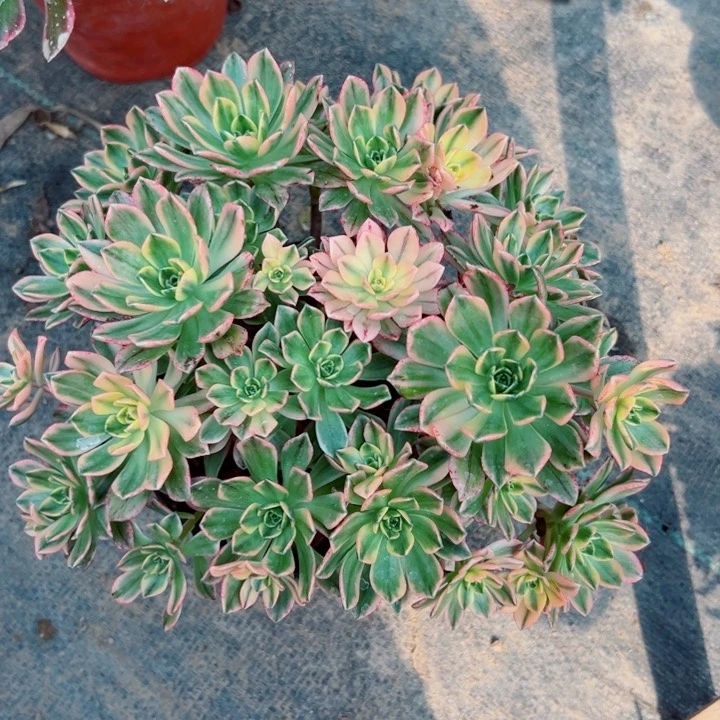 994填词啊多肉植物