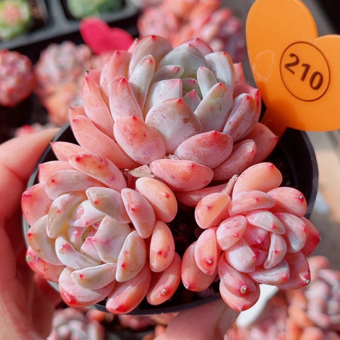 210号小老桩橙梦露群