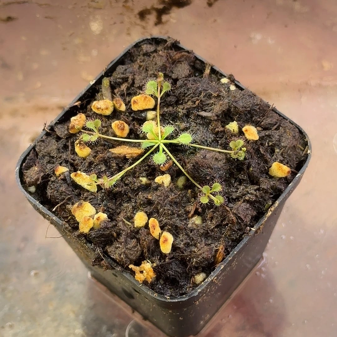 完全开放平卧球根茅