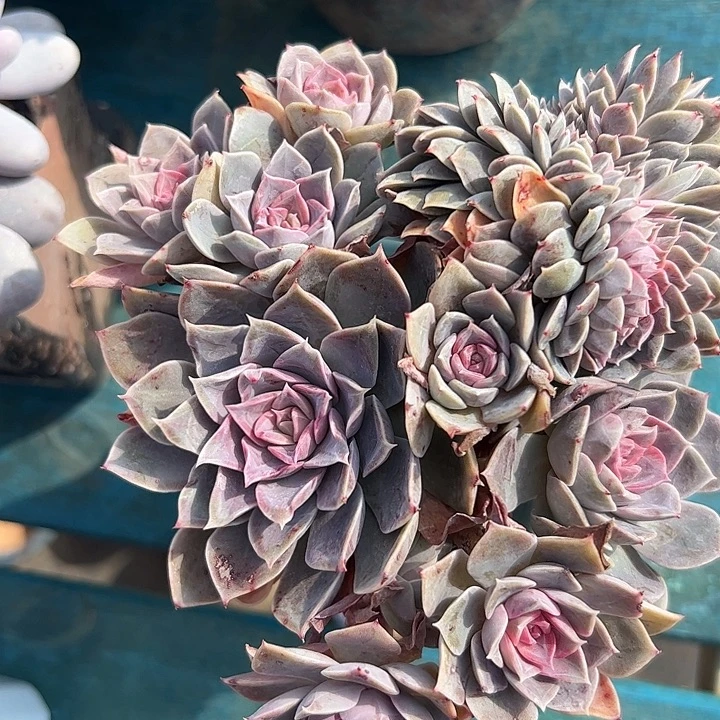 安娜缀化11111111