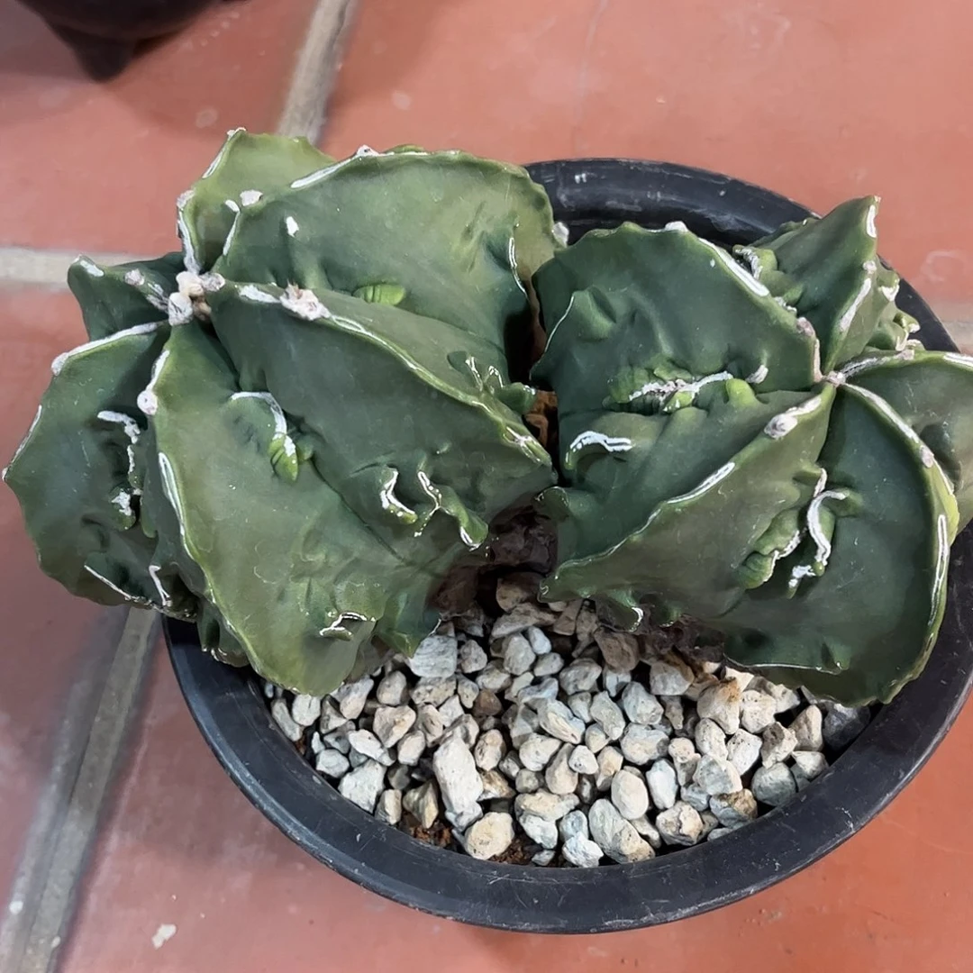 i***8仙人球鸾凤玉实生