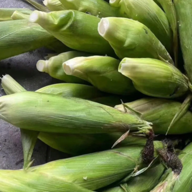 海南928小甜糯玉米5斤和10斤装新鲜香糯玉米海南省