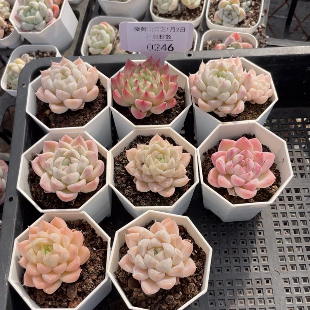 不包整散 盆子不售后0246