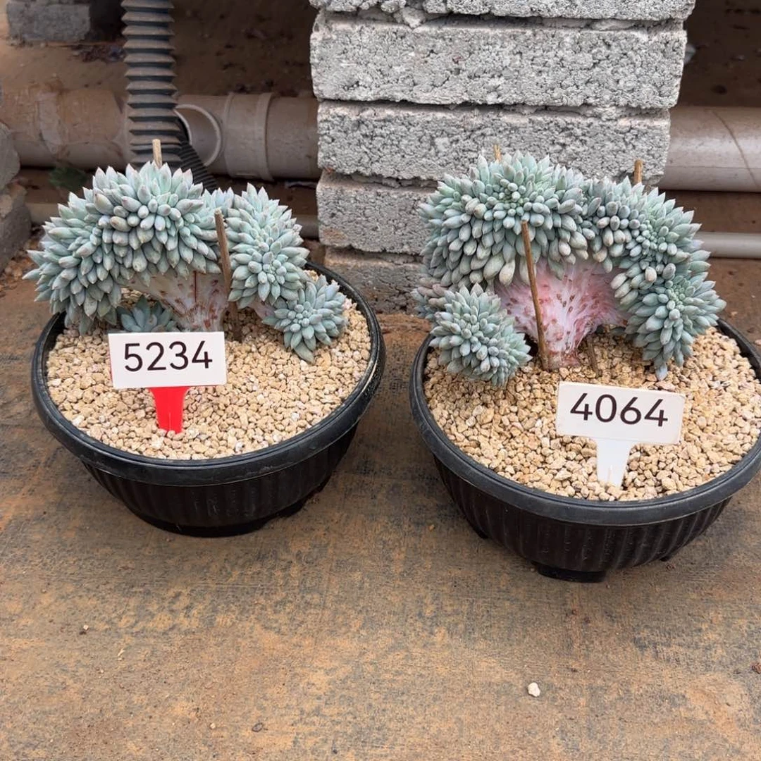 咕***叫5234。  4064。所罗门缀