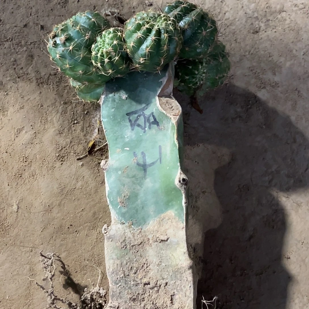 李***理丽花嫁接无根 无售后