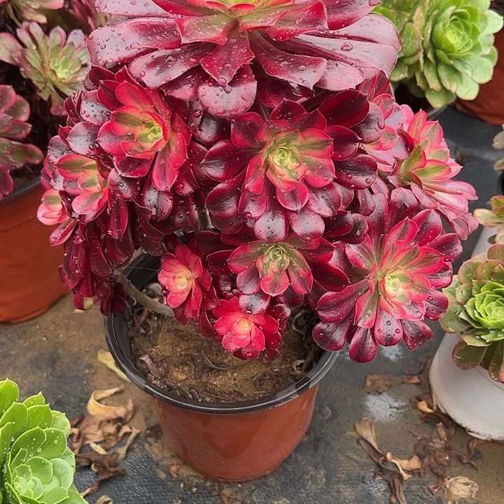 2.22-5美杜莎多肉