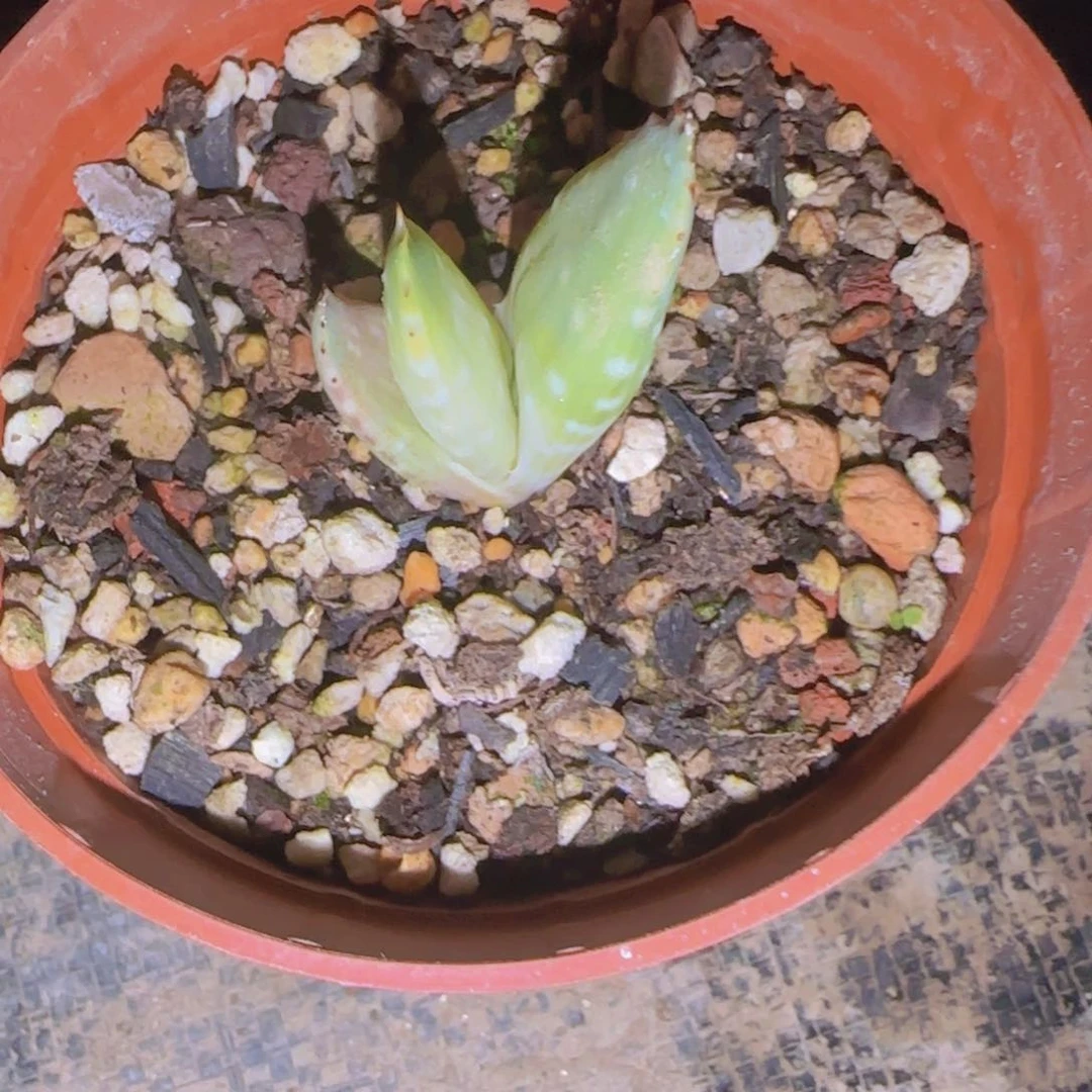 人**测块根植物块根植物