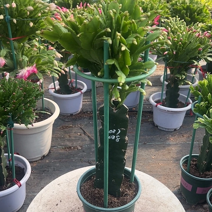 027福利苗尾号9992