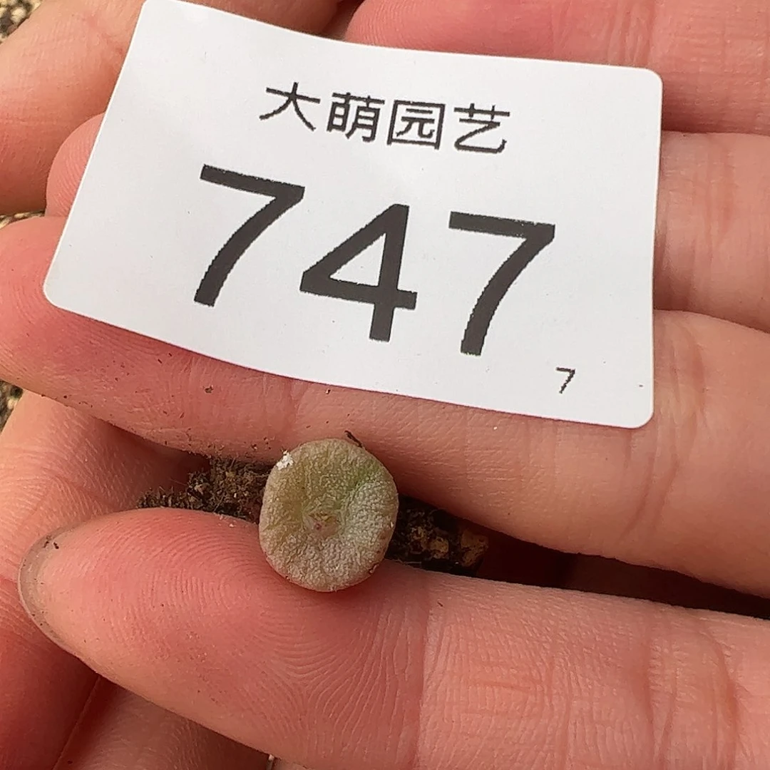 0000747 量拍RY1788，S纽扣单头1颗