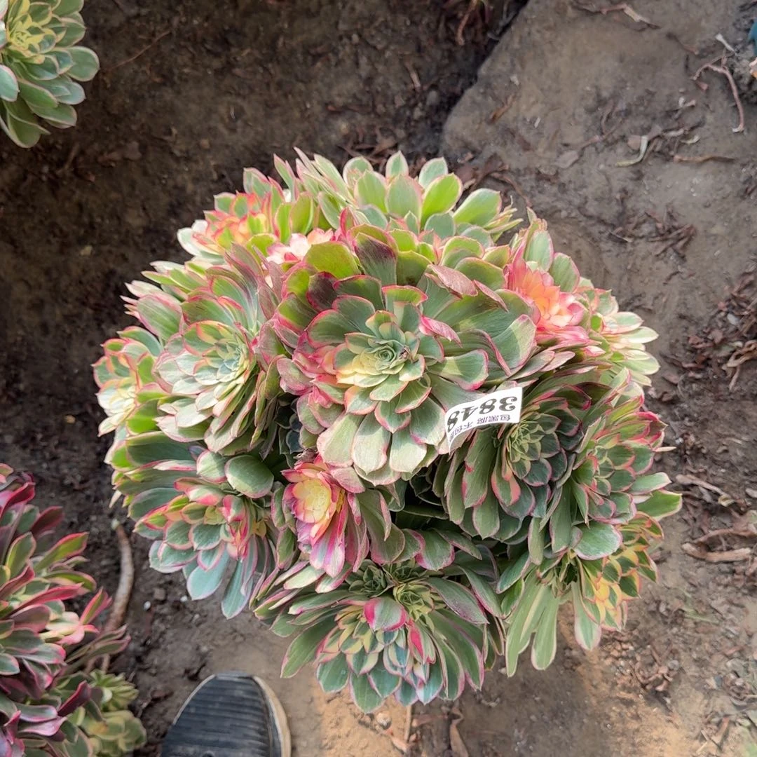 法师 丘比特3848 18-33