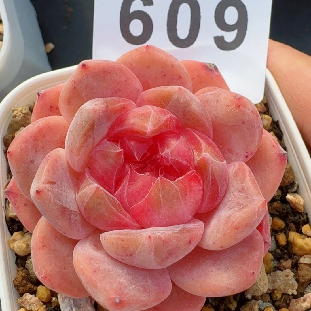 伊丽莎白         精品多肉