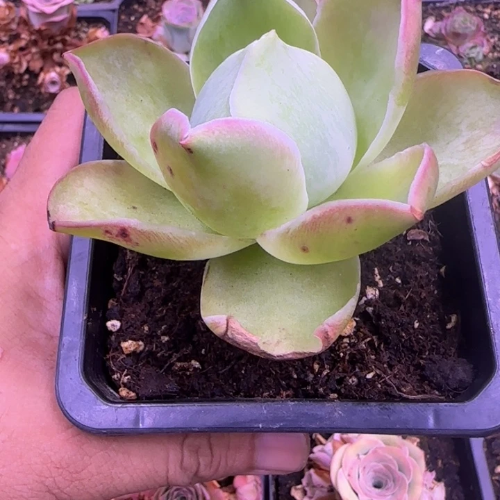 小****妮桃仙155455556123