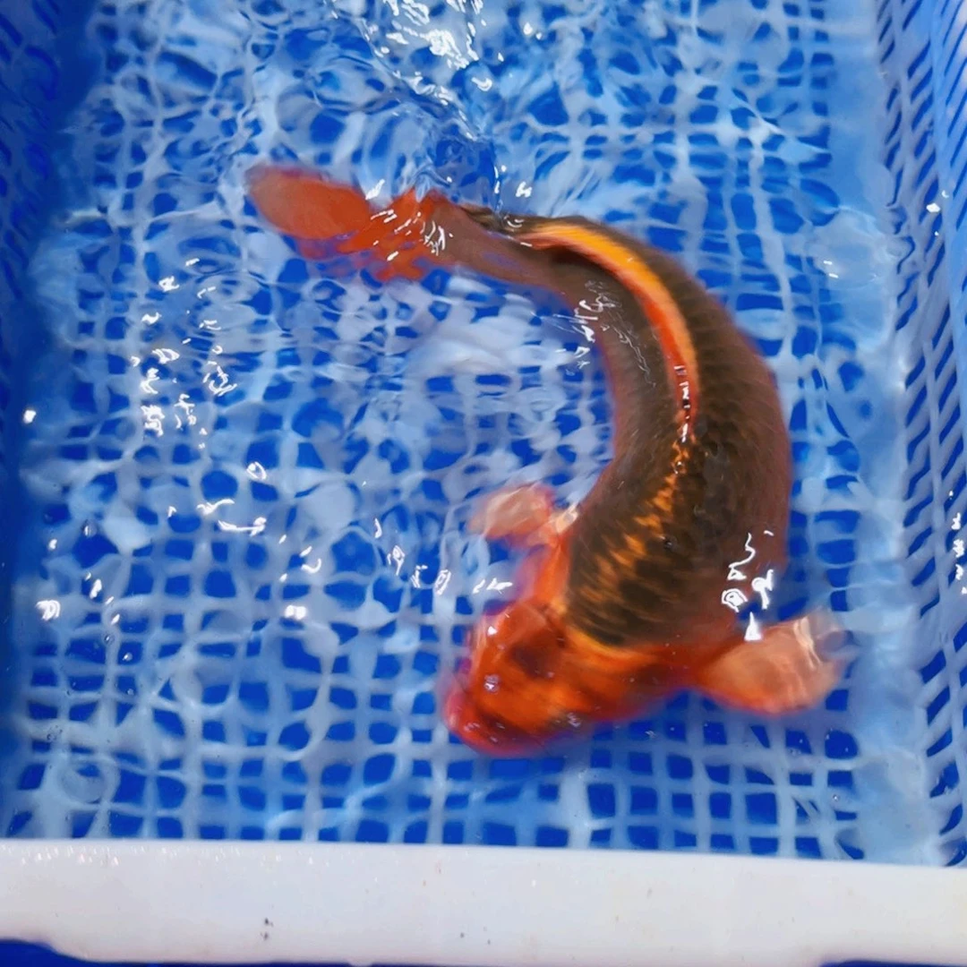 锦鲤精品甄选血统锦鲤