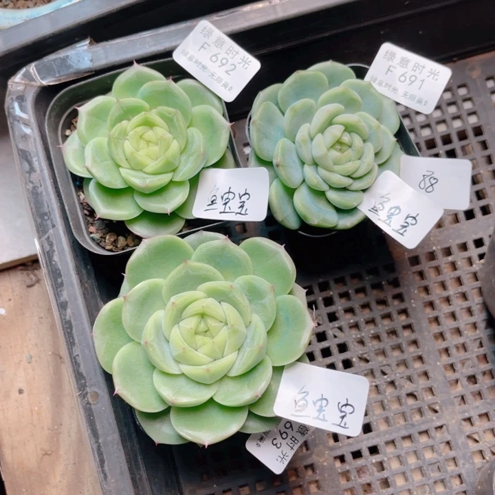 溺****691 692 692 珍妮糖心