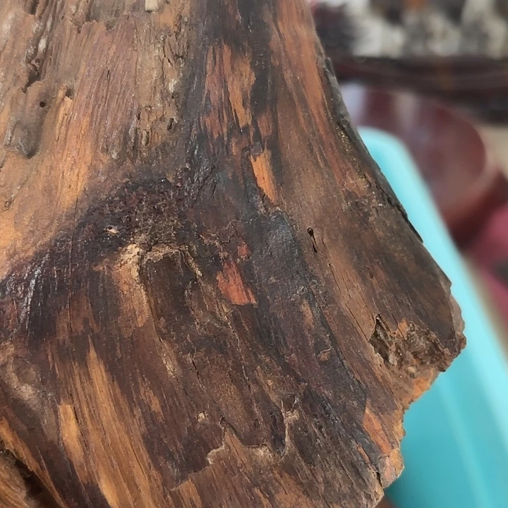 非***飞杂色豆（科檀/科特迪瓦檀木）