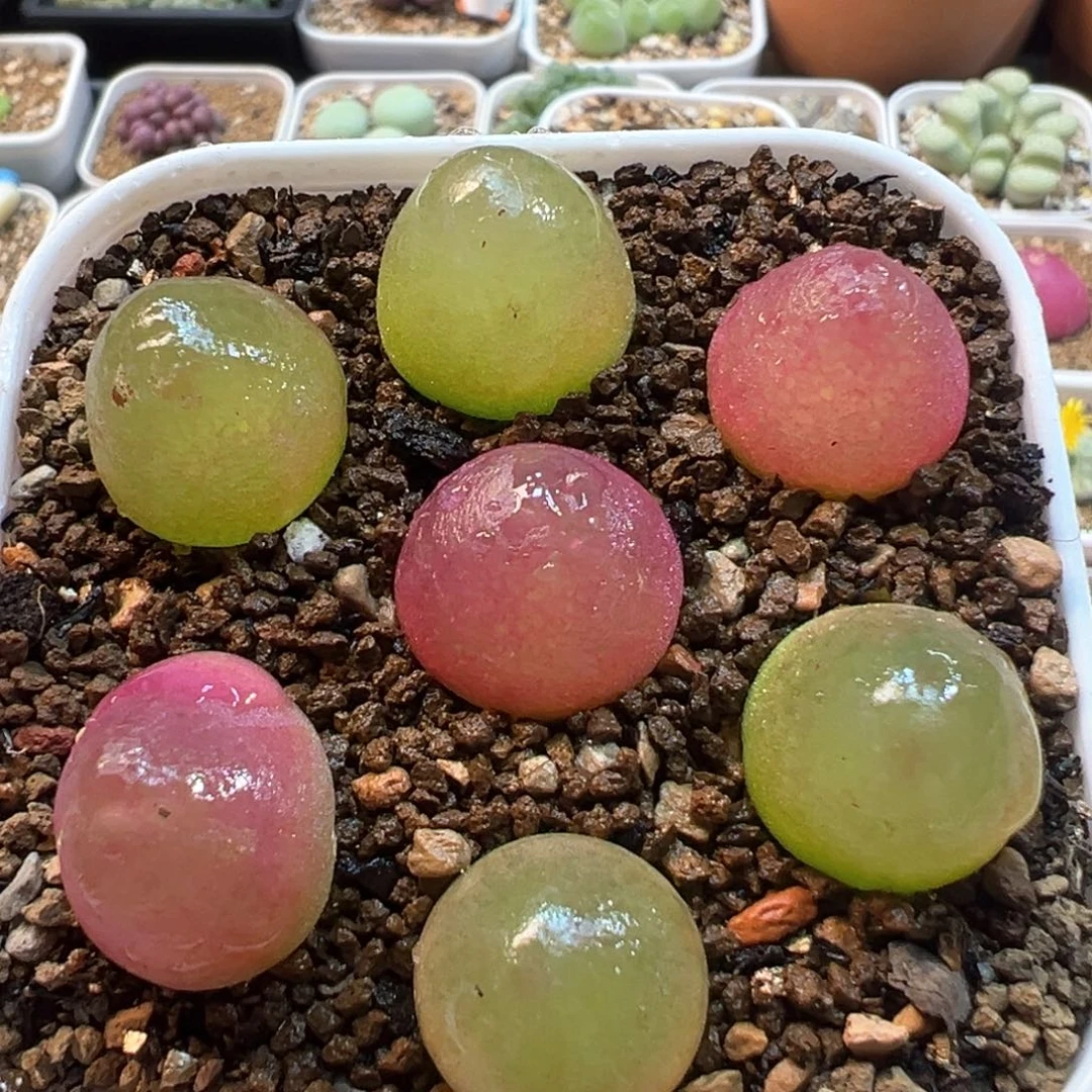 163多肉植物百科植物