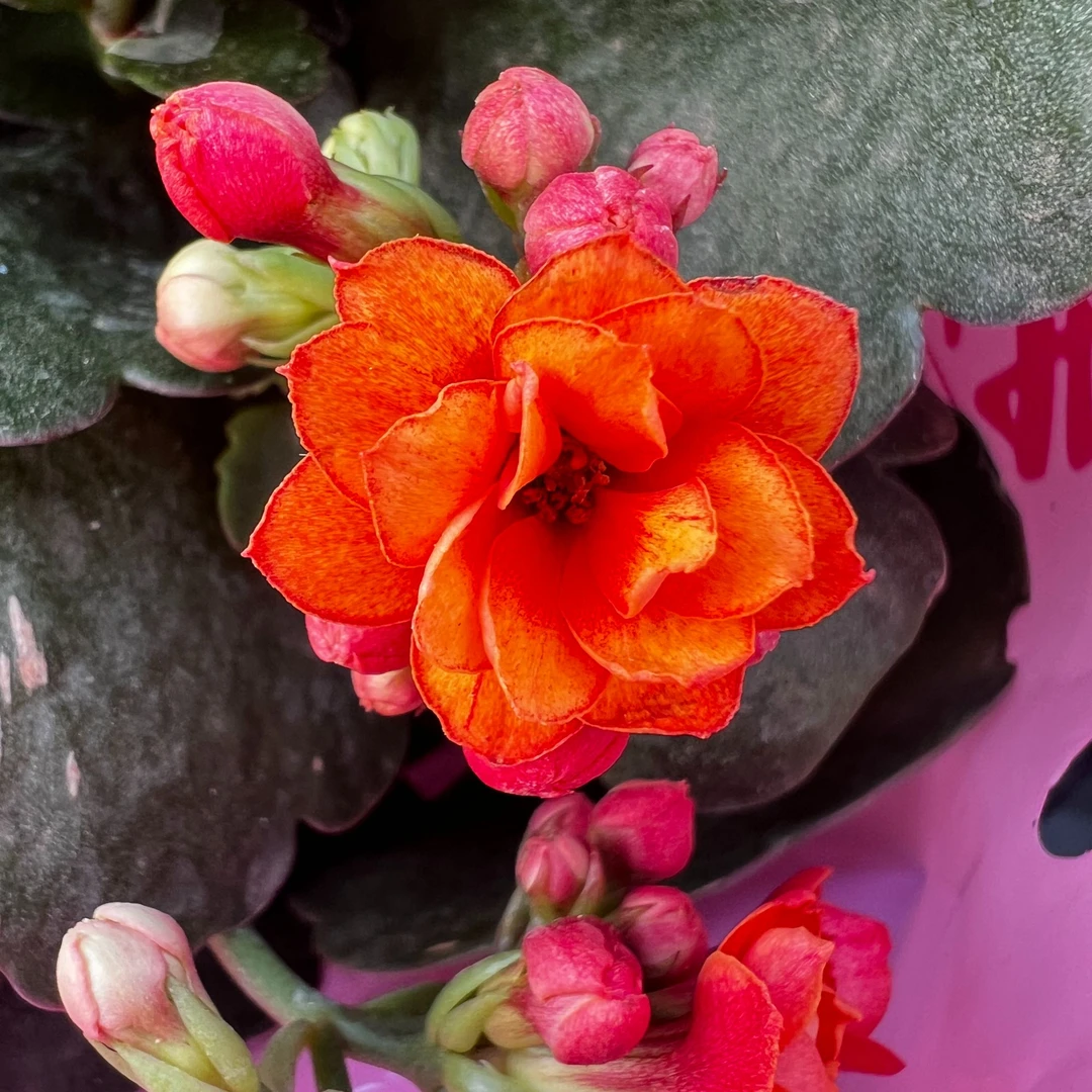 【橘子汁】长寿花四季开花阳台盆栽大花重瓣花卉植物