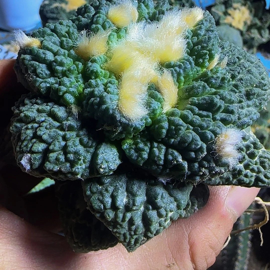 大哥斯拉485仙人球开花