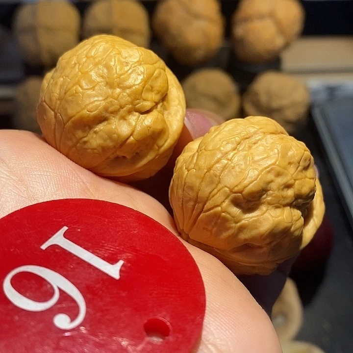 核桃精**叔金刚鹦鹉尺寸31