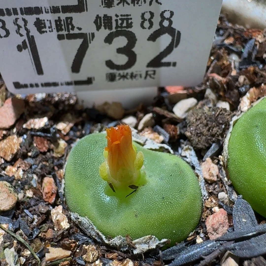 小***乖Ssss精品生石花1732