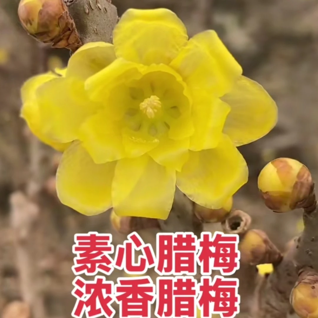 黄色重瓣浓香型腊梅树苗冬季耐寒可盆栽地栽花卉