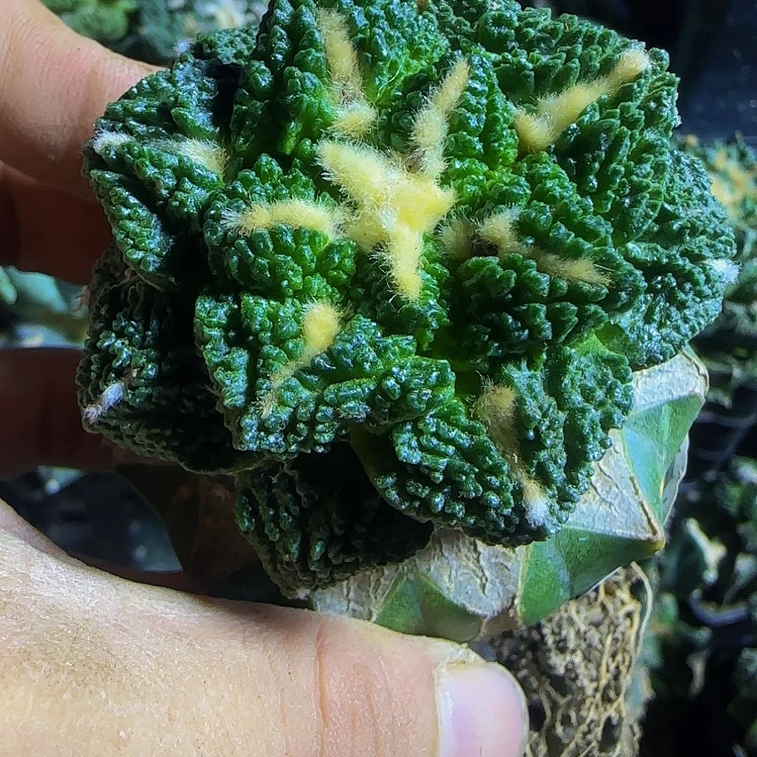 割尤龟甲321仙人球开花